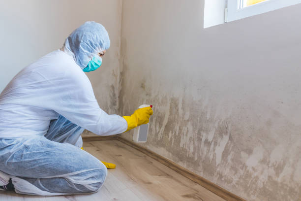 Licensed Mold Remediation service in Sharon, TN - WQB Mold Removal